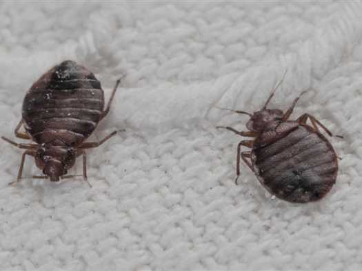 How to get rid of bedbugs?