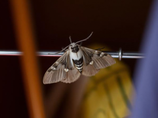 Чому в шафі з одягом з’являється міль, і як її вивести назавжди