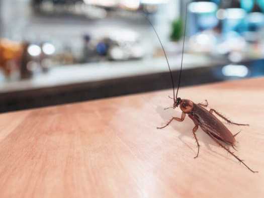 Захист від комах за допомогою дезінсекції