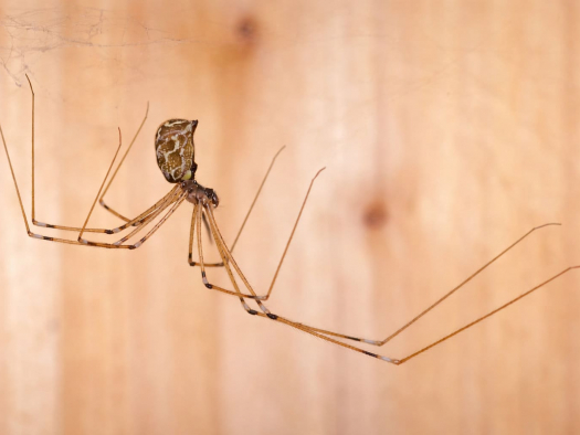 Домашні павуки, небезпека чи користь?