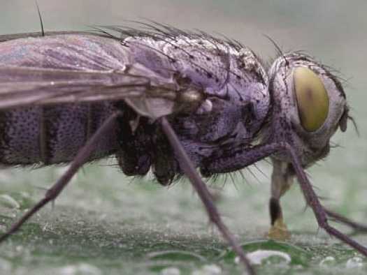 Уничтожение личинок мух
