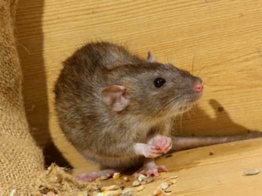 Как избавиться от мышей в доме?