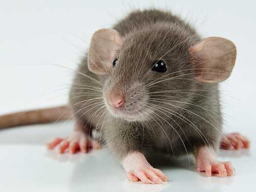 Как безопасно и эффективно избавиться от крыс и мышей на животноводческих фермах