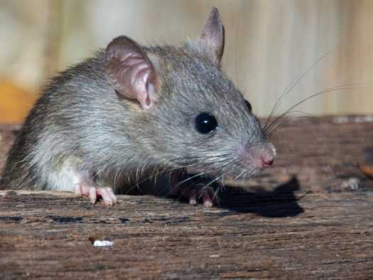 Как избавиться от крыс в общепите?