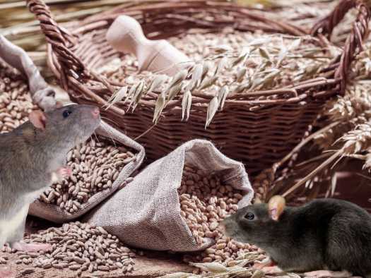 Как избавиться от крыс и иных видов грызунов?