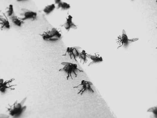 Как избавиться от мух быстро и эффективно?