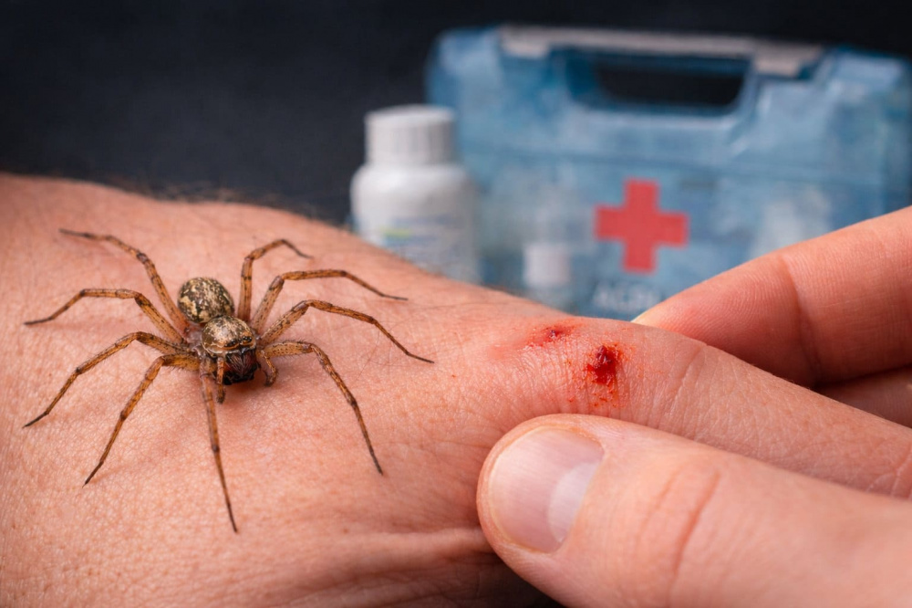 Опасны ли укусы домашних пауков для человека