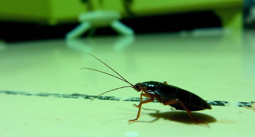 Що таке дезінсекція і для чого