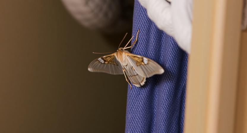 Що таке міль