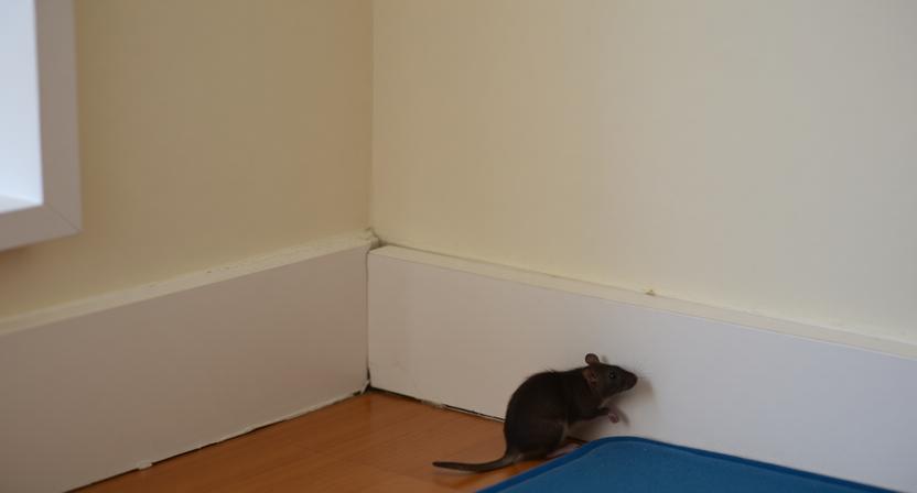 Появление вредителей